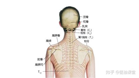 脖子下面的骨頭|脖子下边的骨头叫什么